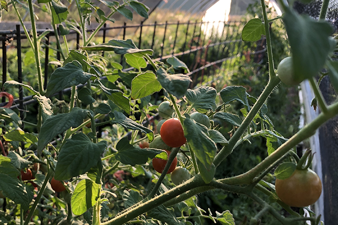 Tomatoes growing in organic farm.