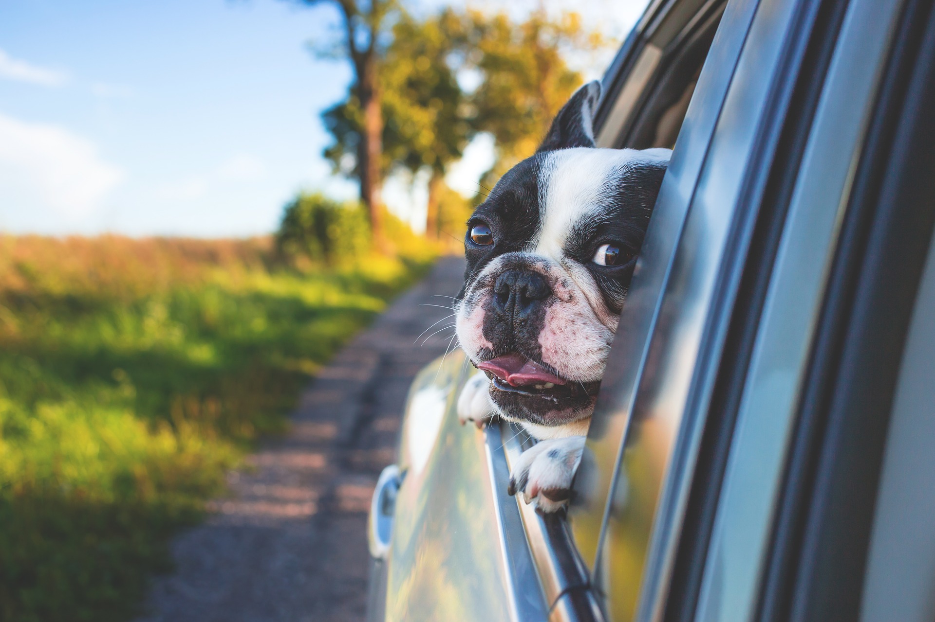 Pets and Travel: What to Know Before You Go