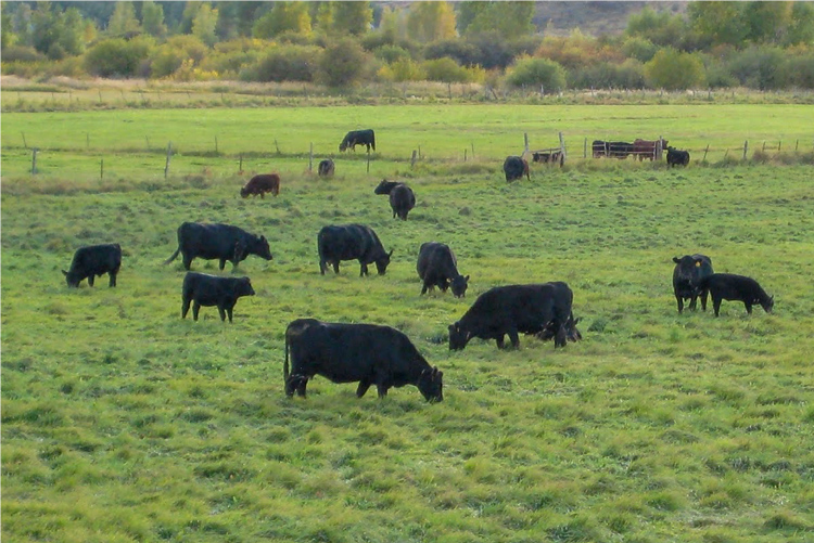cattle grazing