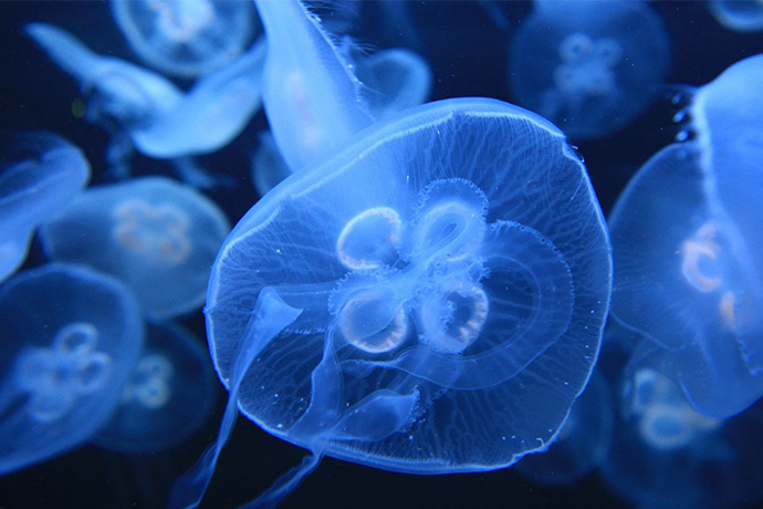Professor Abby Benninghoff on Becoming a Scientist and Her Close Encounter with a Jellyfish