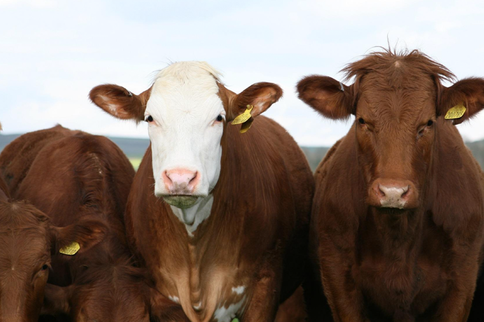Increasing Raising Beef Could Help Utah's Economy, According To New Study