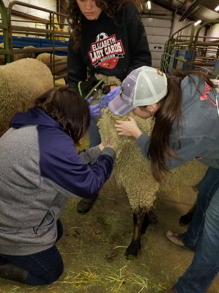 Students with Sheep