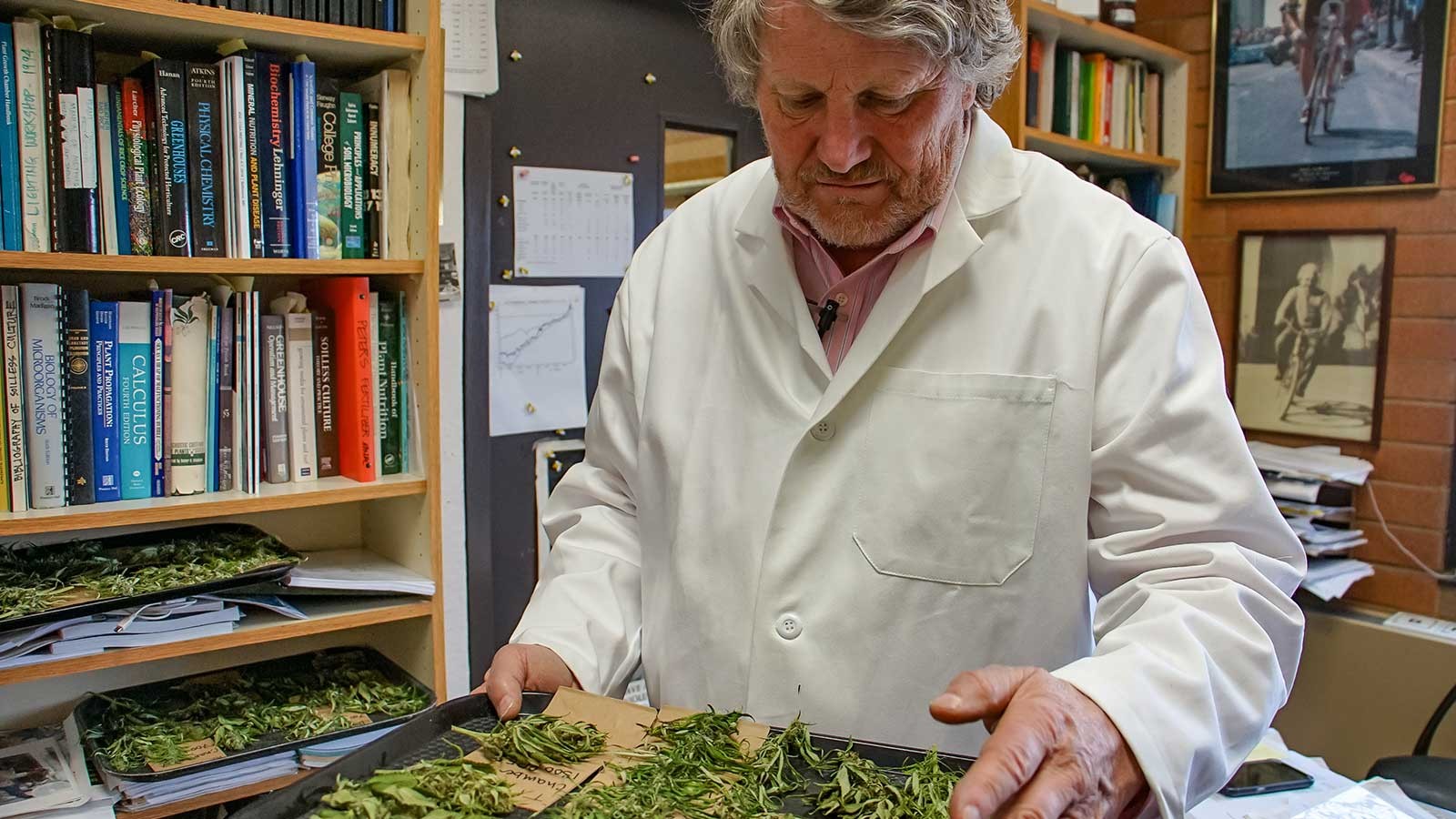Dr. Bruce Bugbee with hemp research samples