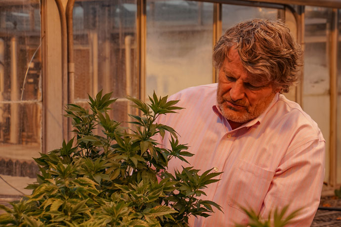 Bruce Bugbee in the green house evaluating a hemp plant