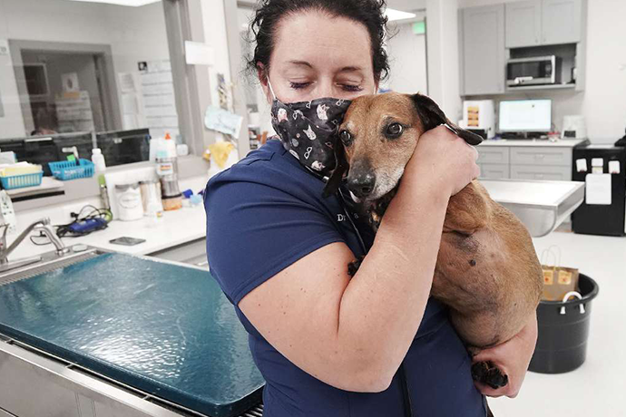 Front-line fatigue: Pandemic pressures pouncing on taxed veterinarians