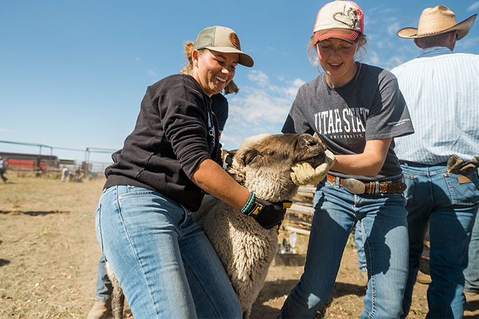 Record Number of Students Attend Utah State University Sheep Day