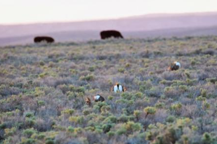 Greater Sage-grouse Responses