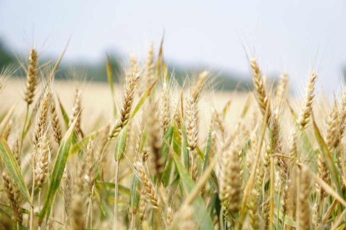 wheat cultivars