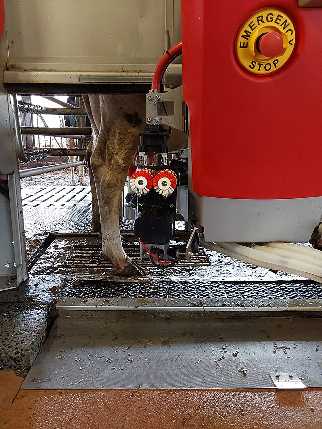 Cow milking robot